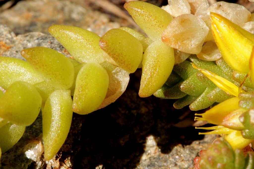 Sedum acre
